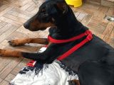 1.5-2 Yaşında Sağlıklı Erkek Safkan Doberman