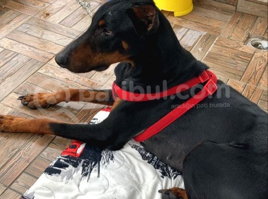 1.5-2 Yaşında Sağlıklı Erkek Safkan Doberman görsel