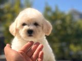 Sevi̇mli̇ Malti̇poo Bebekleri̇mi̇z