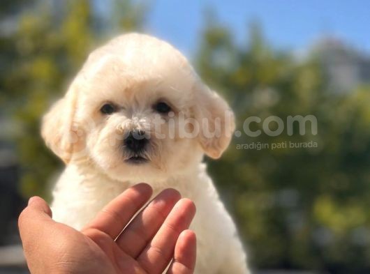 Sevi̇mli̇ Malti̇poo Bebekleri̇mi̇z