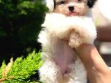 2.5 Aylik Malti̇poo Kizlarimiz