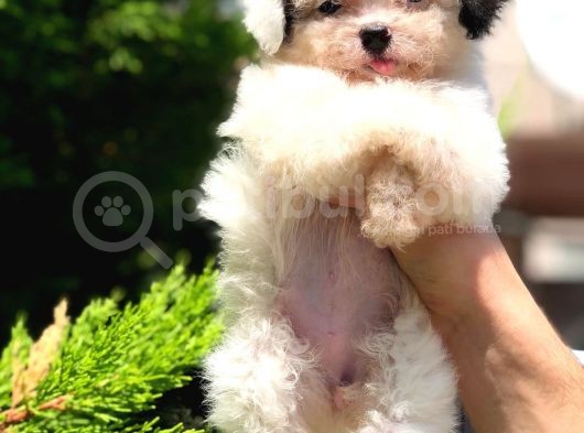 2.5 Aylik Malti̇poo Kizlarimiz görsel