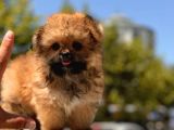 Micro Maltipoo Bebekler