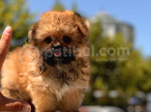 Micro Maltipoo Bebekler