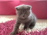 Scottish Fold Yavruları