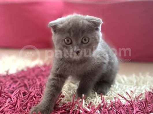 Scottish Fold Yavruları görsel