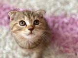 Scottish Fold Yavruları