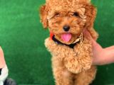 Safkan Macar Toy Poodle Yavrularımız
