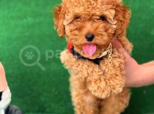 Safkan Macar Toy Poodle Yavrularımız görsel