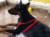 1.5-2 Yaşında Sağlıklı Erkek Safkan Doberman