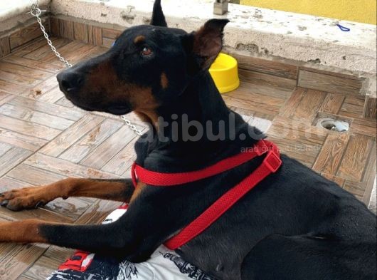 1.5-2 Yaşında Sağlıklı Erkek Safkan Doberman görsel