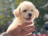 Sevi̇mli̇ Malti̇poo Bebekleri̇mi̇z