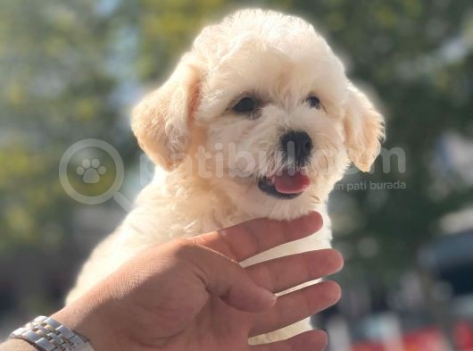 Sevi̇mli̇ Malti̇poo Bebekleri̇mi̇z görsel
