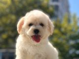 Sevi̇mli̇ Malti̇poo Bebekleri̇mi̇z