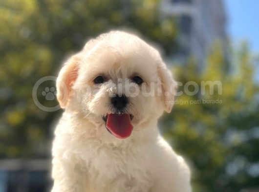 Sevi̇mli̇ Malti̇poo Bebekleri̇mi̇z görsel