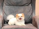 Party Color Pomeranian