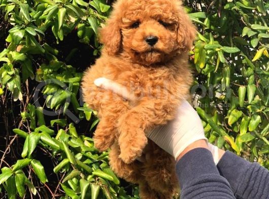 Toy Poodle Yavrular görsel