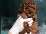 Toy Poodle Yavrular