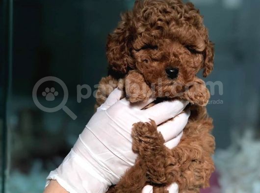 Toy Poodle Yavrular görsel