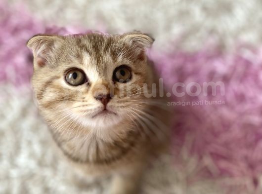 Scottish Fold Yavrular görsel