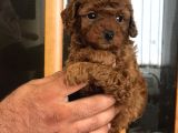 Sakfan Macar Toy Poodle Kizimiz