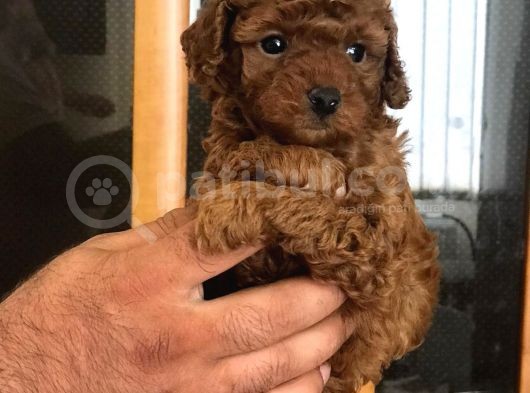 Sakfan Macar Toy Poodle Kizimiz görsel