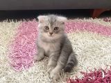 Scottish Fold Yavruları
