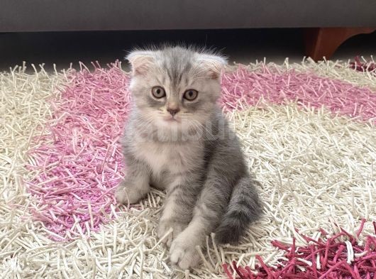 Scottish Fold Yavruları