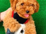 Safkan Küt Burun Toy Poodle Kizimiz