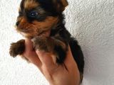 Yorkshire Terrier Yavrularımız Mevcuttur