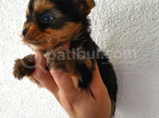 Yorkshire Terrier Yavrularımız Mevcuttur