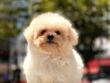 Kore Maltipoo Yavrularımız