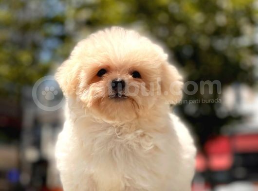 Kore Maltipoo Yavrularımız görsel