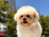 Kore Maltipoo Yavrularımız