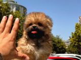Micro Maltipoo Bebekler