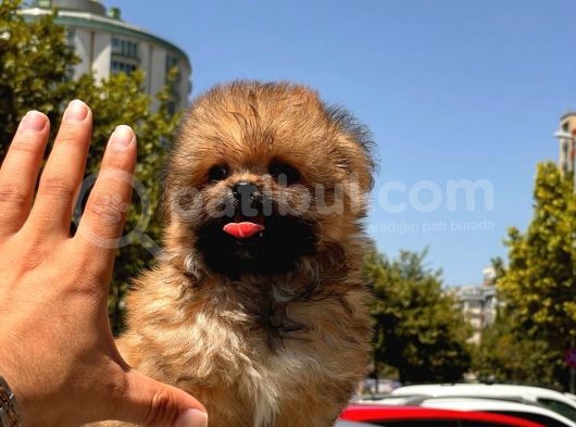 Micro Maltipoo Bebekler görsel