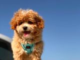 Puffy Mi̇ni̇ Toy Poodle
