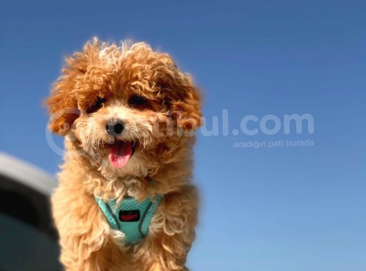 Puffy Mi̇ni̇ Toy Poodle görsel