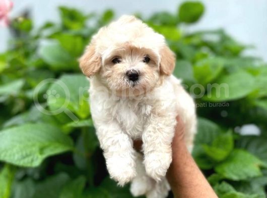 Dişi Maltese Terrier görsel