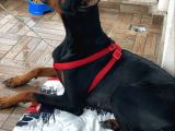 1.5-2 Yaşında Sağlıklı Erkek Safkan Doberman