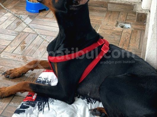1.5-2 Yaşında Sağlıklı Erkek Safkan Doberman