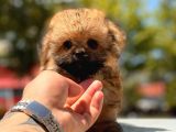 Micro Maltipoo Bebekler