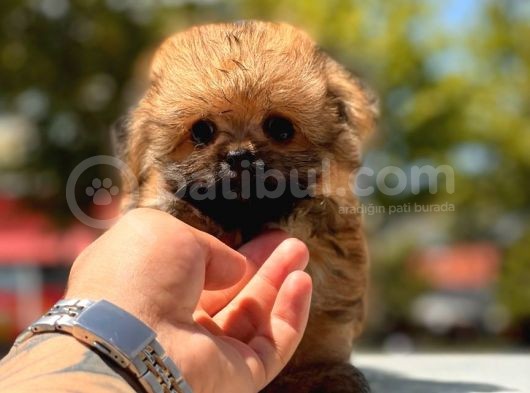 Micro Maltipoo Bebekler görsel