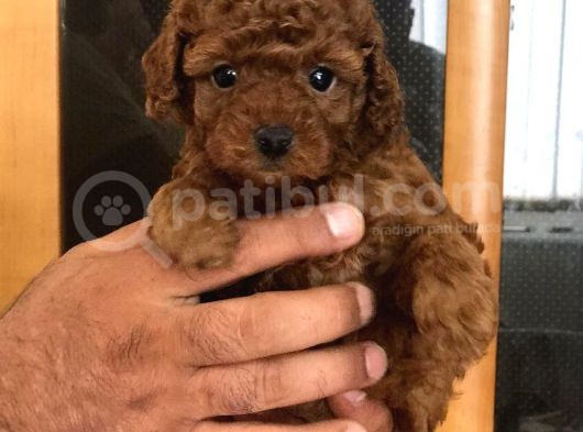 Sakfan Macar Toy Poodle Kizimiz görsel