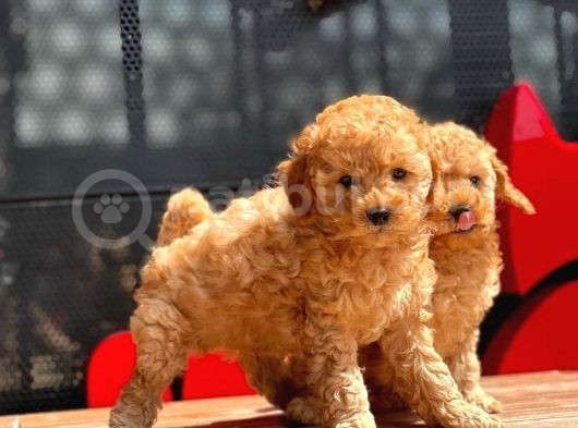 Toy Poodle Yavrular görsel