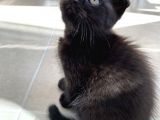 Scottish Fold Yavrular