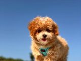 Puffy Mi̇ni̇ Toy Poodle
