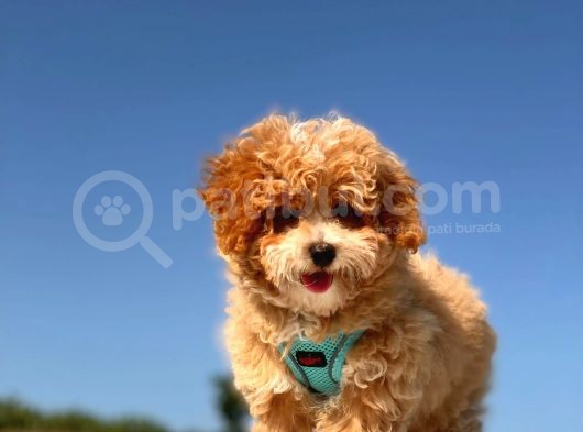 Puffy Mi̇ni̇ Toy Poodle görsel