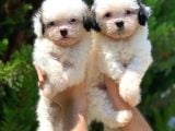 2.5 Aylik Malti̇poo Kizlarimiz