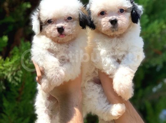 2.5 Aylik Malti̇poo Kizlarimiz